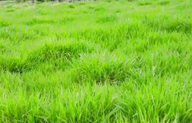 Imagem: A fazenda possui 168m² de Área Privada e está localizado