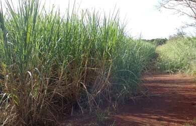 Imagem 7: Fazenda/Sítio/Chácara para venda tem 355014 metros quadrados em Centro...
