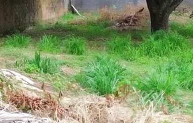 Imagem 3: Terreno na Av. Princesa Isabel, Jardim Floresta - Leia anúncio