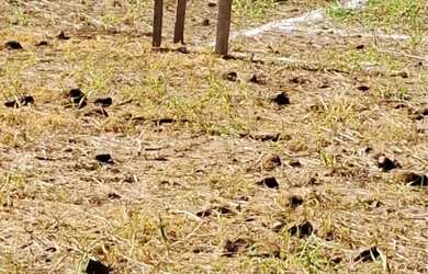 Imagem 6: Terreno Amplo à Venda - Aceito Proposta