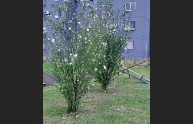 Imagem 3: EMICREI VENDE Apartamento por R$ 171.000 - Santos Dumont - São Leopoldo/RS