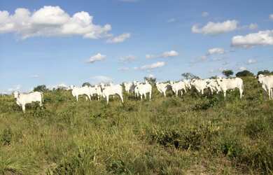 Imagem: A fazenda possui 1.000m² de Área e está localizado em Brasilândia