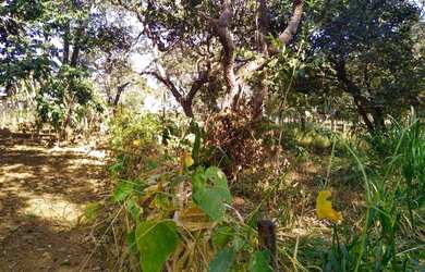 Imagem 9: Chácara 40.000 m² - Bela Vista de Goiás - GO