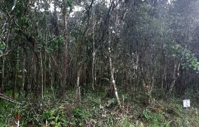 Imagem 4: Lote/Terreno para venda tem 1000 metros quadrados em Balneário Gaivota - Itanhaém - SP