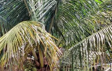 Imagem 8: Chácara em Guapó. 3.000m² de Área