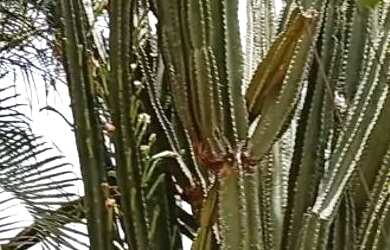 Imagem 7: Terreno na região Vila A com infraestrutura Lazer + casa desmanche em Foz do Iguaçu -PR