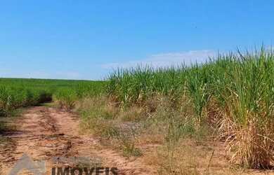 Imagem 8: Ótima Fazenda entre Floreal e Nhandeara com 130 alqueires Cana / Pasto...