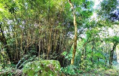 Imagem 4: Sítio / Chácara para Venda em Nova Petrópolis, Linha Riachuelo