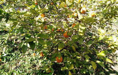 Imagem 8: Chácara com local para lago casa simples