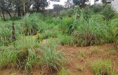 Imagem: O terreno possui 300m² de Área e está localizado em Palmas