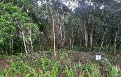 Imagem 2: Lote/Terreno para venda tem 1000 metros quadrados em Balneário Gaivota - Itanhaém - SP