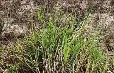 Imagem 3: Lote em Três Marias. 200m² de Área