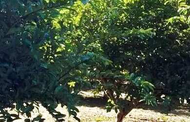 Imagem: A fazenda possui 116.437m² de Área e está localizado em