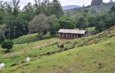 Imagem: A fazenda possui 100.000m² de Área, Churrasqueira e está