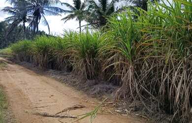 Imagem 6: Vende-se lote. 32.000m² de Área