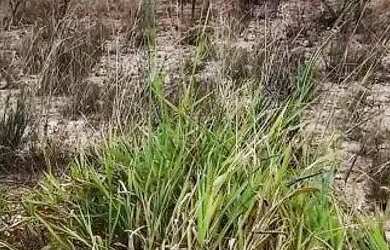 Imagem 8: Lote em Três Marias. 200m² de Área