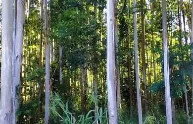 Imagem 4: Sítio / Chácara para Venda em Nova Petrópolis, São José do Caí