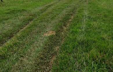 Imagem 3: Oportunidade Vende-se uma excelente fazenda de 12 Alqueires