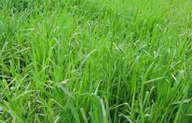 Imagem 1: Fazenda em penalva maranhao