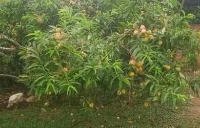 Imagem 13: Linda Fazenda na Cidade de Cunha