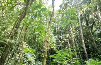 Imagem 6: 20 mil MTS rico em agua 79 mil reais 14 km da rodovia Regis Bittencourt