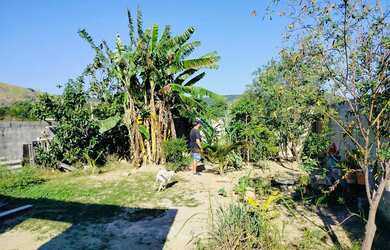 Imagem 3: Vendo lindo terreno todo murado de tijolo de bloco com frutas e com pequena...