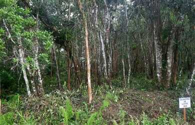 Imagem 3: Lote/Terreno para venda tem 1000 metros quadrados em Balneário Gaivota - Itanhaém - SP