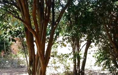 Imagem: A casa possui 5 Dormitórios, 2 Banheiros, 720m² de Área e