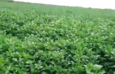 Imagem 8: Excelente fazenda dupla aptidão com 969 hectares à venda em Arinos -...