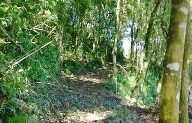 Imagem 11: Sítio / Chácara para Venda em Nova Petrópolis, Linha Olinda