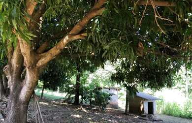 Imagem 12: Chácara 01 hectares valor 250.000 JK goias