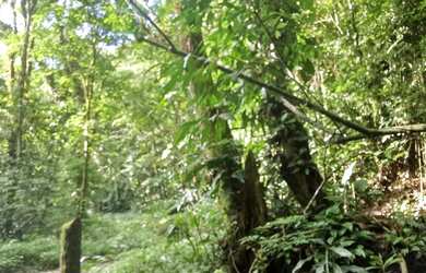 Imagem 7: 20 mil MTS rico em agua 79 mil reais 14 km da rodovia Regis Bittencourt