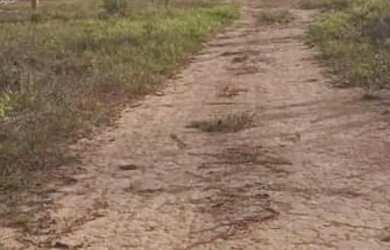 Imagem: A fazenda está localizado em Buritis, MG à venda por R$2.249.000