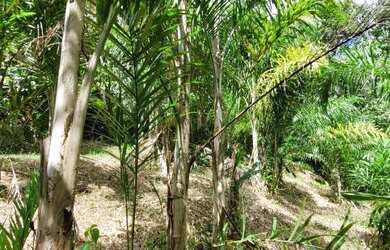 Imagem 1: Venda. 112.000m² de Área