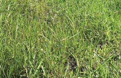 Imagem 4: Terreno à venda, 960 m² por R$ 764.000 - Pedra Branca - Palhoça/SC