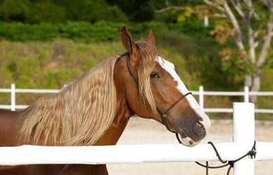 Imagem 13: Terreno no Fazenda Real. 420m² de Área