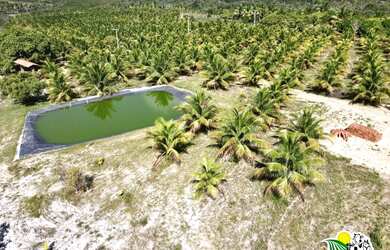 Imagem 15: Fazenda de Coco Verde à Venda na Bahia Fazenda de Aquicultura Maricultura...