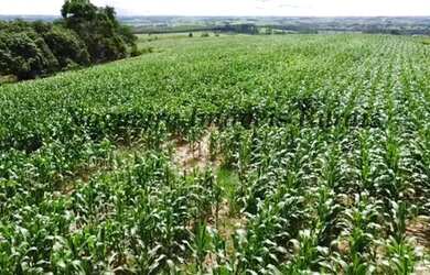 Imagem 12: Fazenda com 129 alqueires em Bofete - SP Nogueira Imóveis Rurais