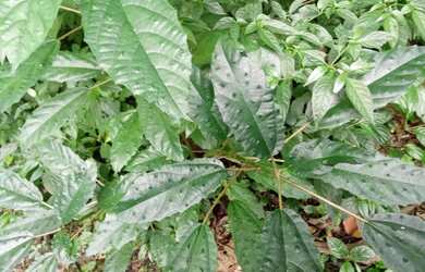 Imagem 5: 20 mil MTS rico em agua 79 mil reais 14 km da rodovia Regis Bittencourt