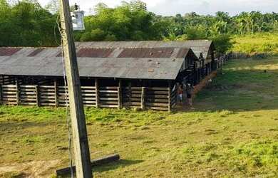 Imagem 3: Linda fazenda medindo 200 hectares, escriturada