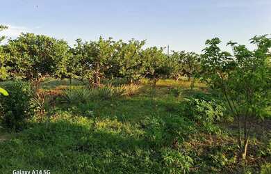 Imagem 6: Sítio a 56km de Boa Vista