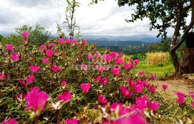 Imagem 13: Sítio Chácara com venda por R$259.000