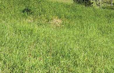 Imagem 1: Terreno à venda, 960 m² por R$ 764.000 - Pedra Branca - Palhoça/SC