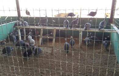 Imagem 5: Condomínio Fazenda real I/II, Lote/Terreno para venda possui 1.110 m2 em Zona Rural - Maca