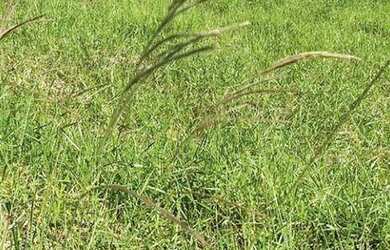 Imagem 2: Terreno à venda, 960 m² por R$ 764.000 - Pedra Branca - Palhoça/SC