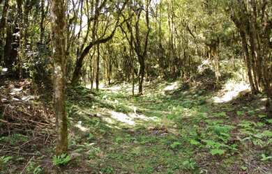 Imagem 2: Chácara 20.000 m² em Campo Magro