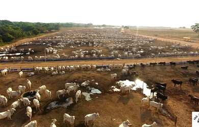 Imagem 5: R$360 Milhões Fazenda de 6.372 ha em Miranorte-TO