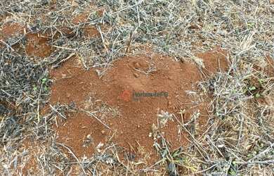 Imagem 10: Área à venda, 16 alqueires por R$ 2.000.000 - Zona Rural - Campina do...