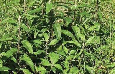 Imagem 3: Terreno à venda, 960 m² por R$ 764.000 - Pedra Branca - Palhoça/SC