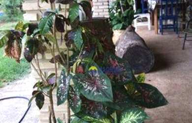 Imagem: A chácara possui 240m² de Área e está localizado em Fronteira